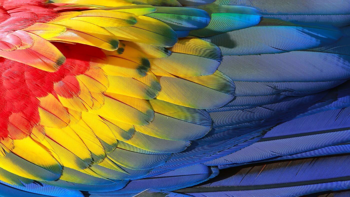 Parrot with Beautiful Wings