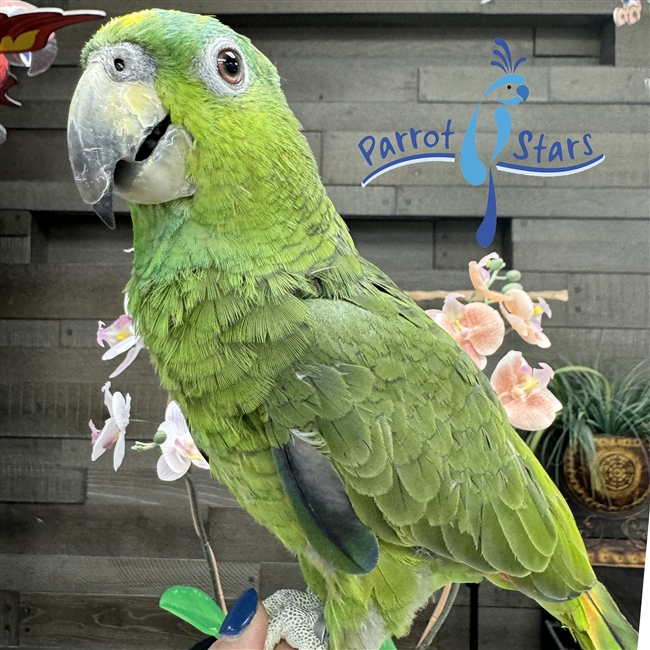 Discover the Best 10 Amazon Parrots for Sale in 2025 – Smart Choices!