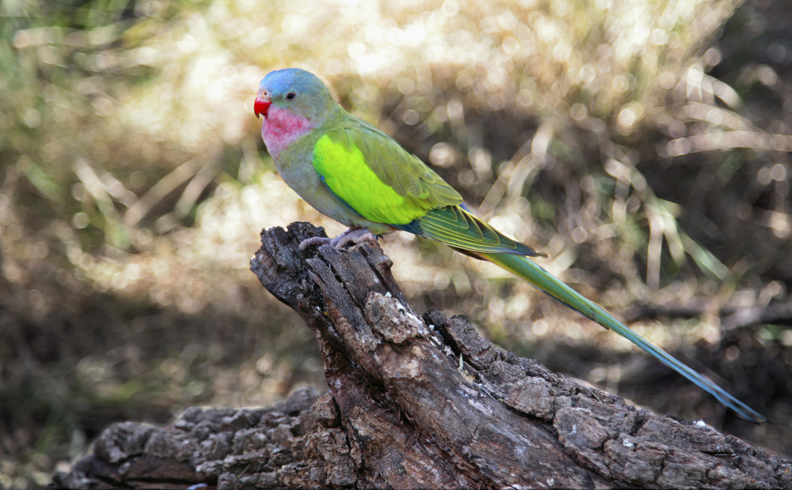 Top 5 Effective Methods for Caring for Princess Parrots in 2025