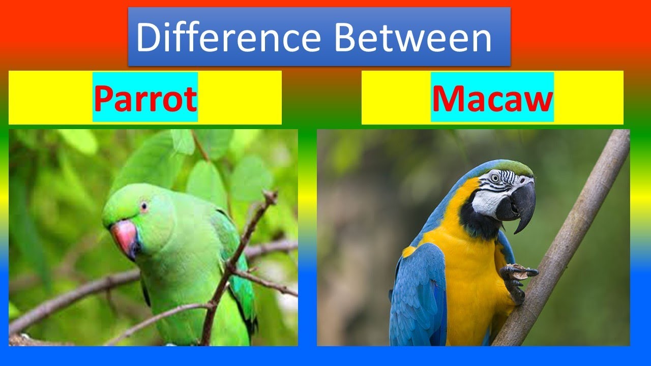 Explore the Key Differences Between Macaws and Parrots: Ultimate Guide for 2025