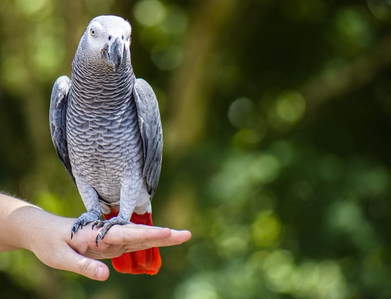 How to Find Stunning Parrot Images for Your 2025 Projects