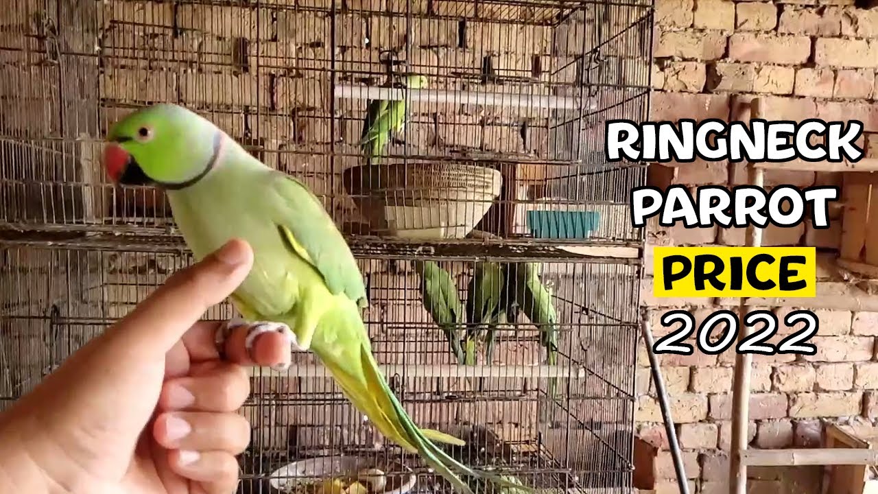 Essential Guide to Parrot Cost: Discover Smart Options in 2025