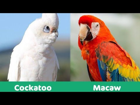 Essential Guide to Parrot vs Macaw: Discover Key Differences in 2025