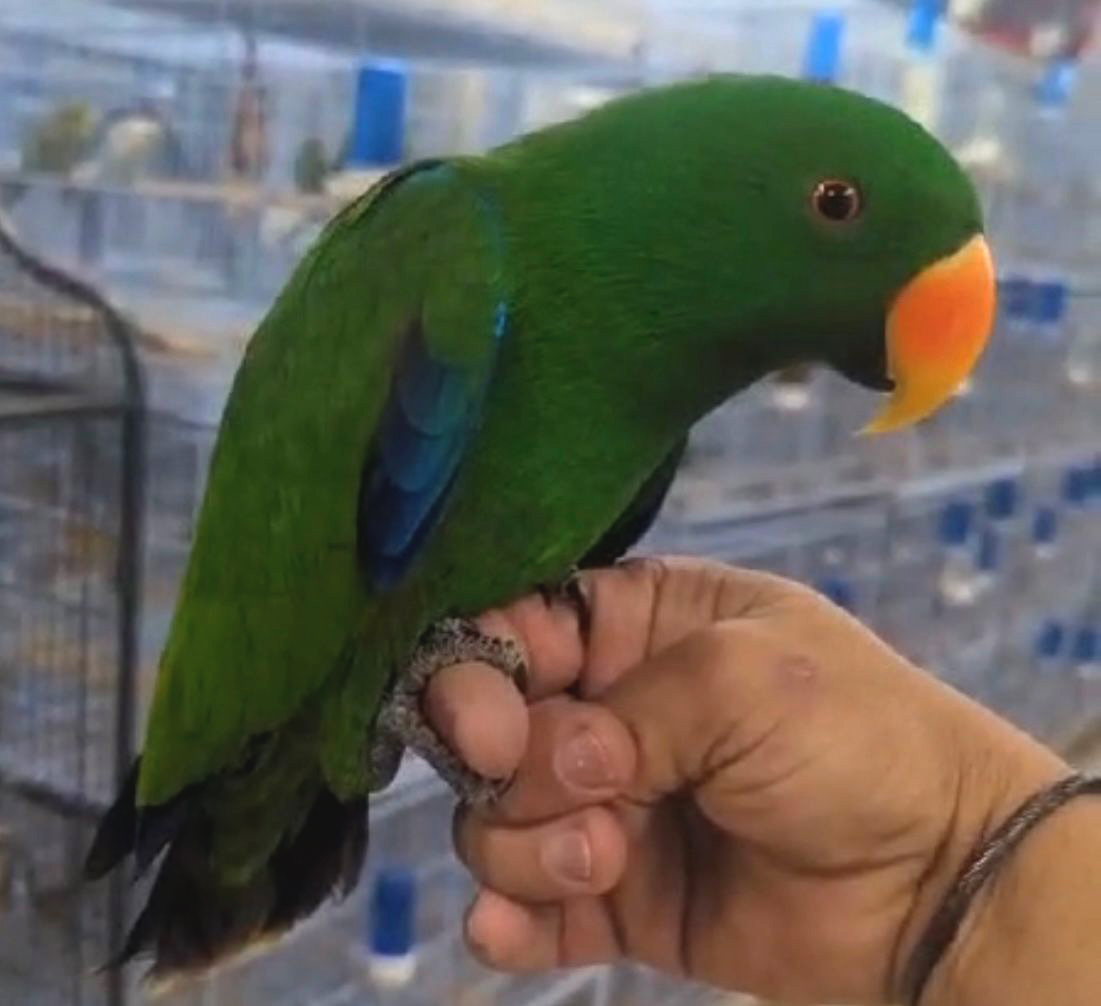 Best 5 Eclectus Parrot Prices for 2025 and What to Expect