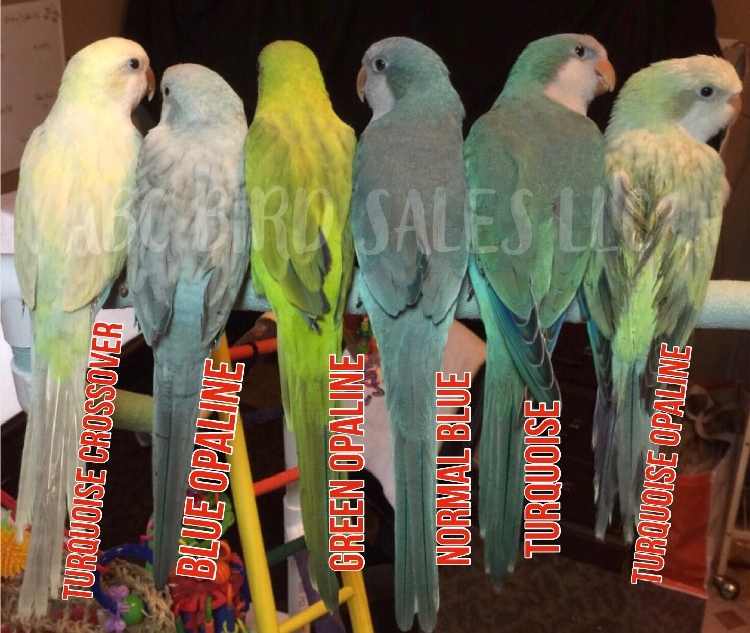 Exploring the Vibrant Quaker Parrot Colors: Discover Unique Variations of 2025