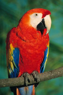 Top 5 Effective Ways to Care for Your Mexican Parrot in 2025