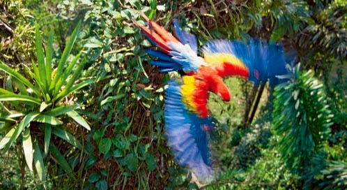 Mexican parrot in a cage