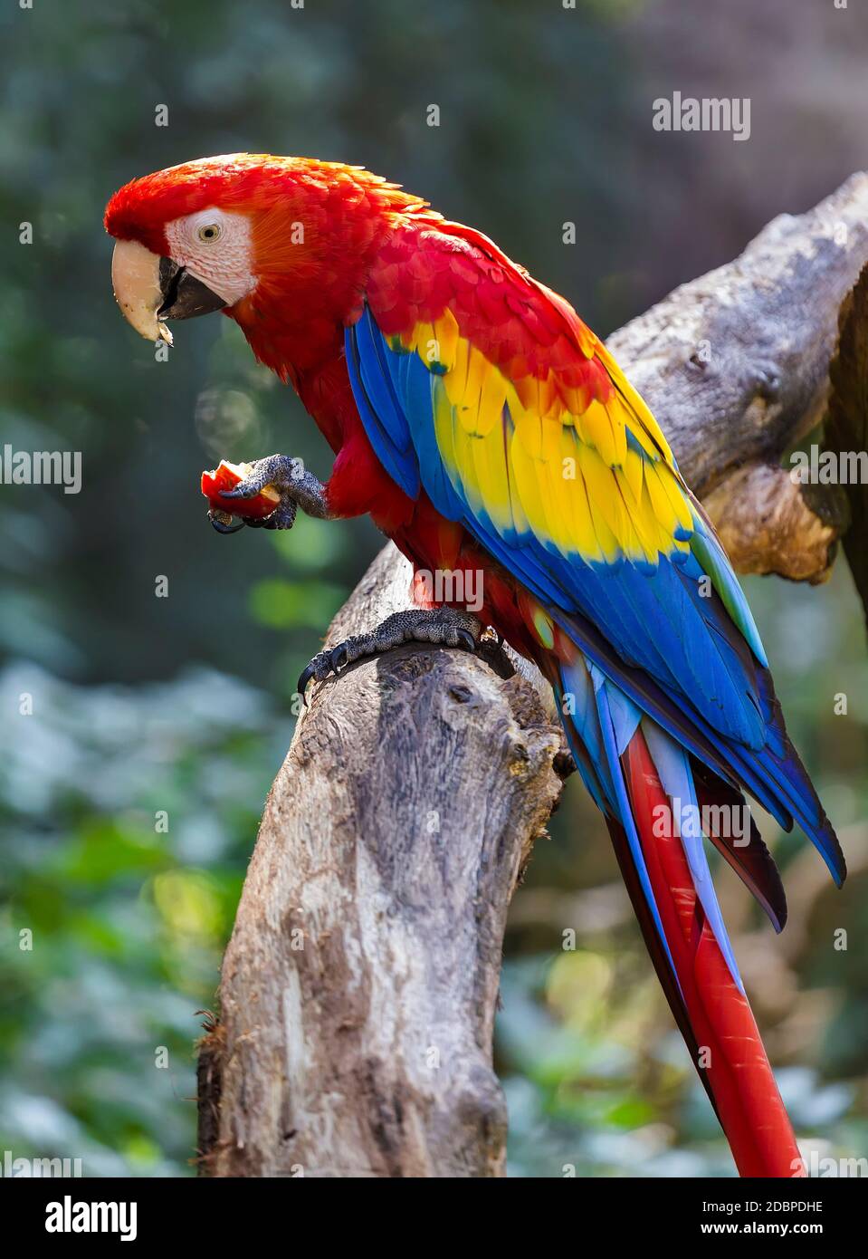 Top 5 Effective Ways to Train Your Big Parrot for Better Communication in 2025