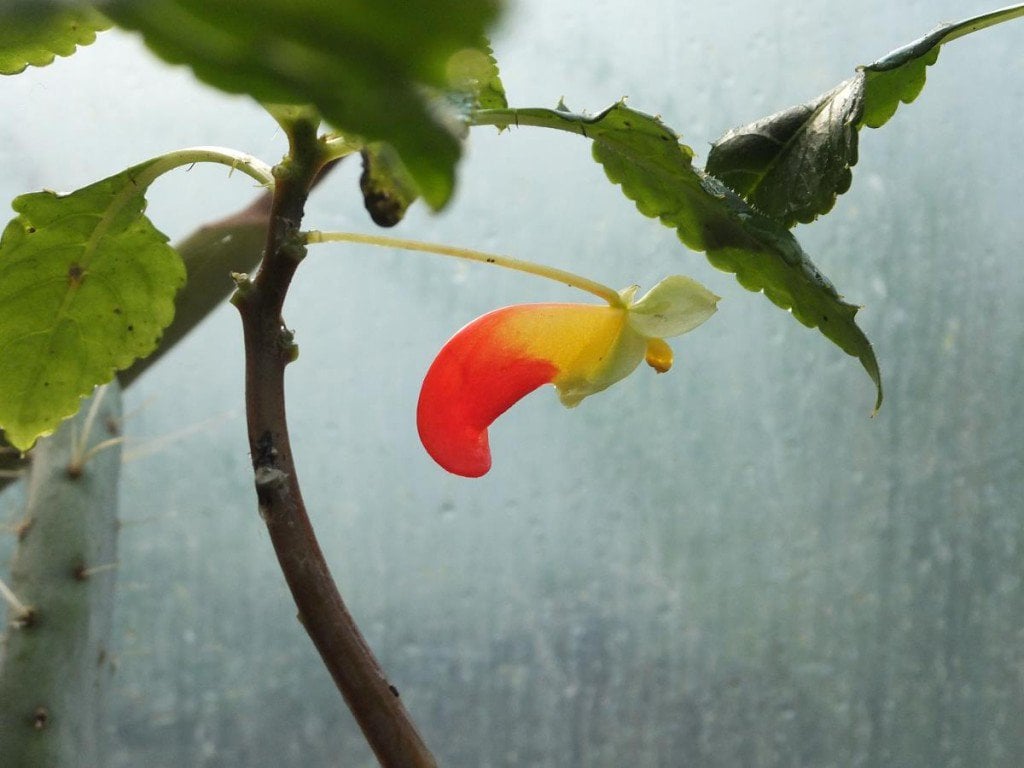 Decorative Parrot Plant Display