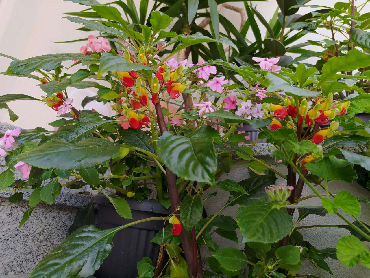 Essential Guide to Parrot Flower: Discover the Best Care Techniques in 2025