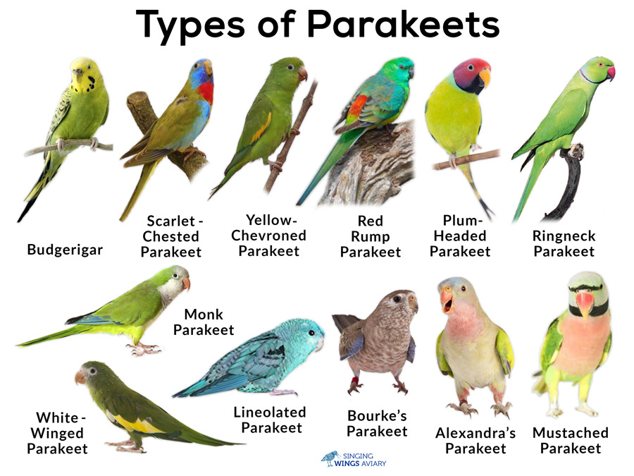 Smart Guide to Parakeet vs Parrot: Discover Key Differences for 2025