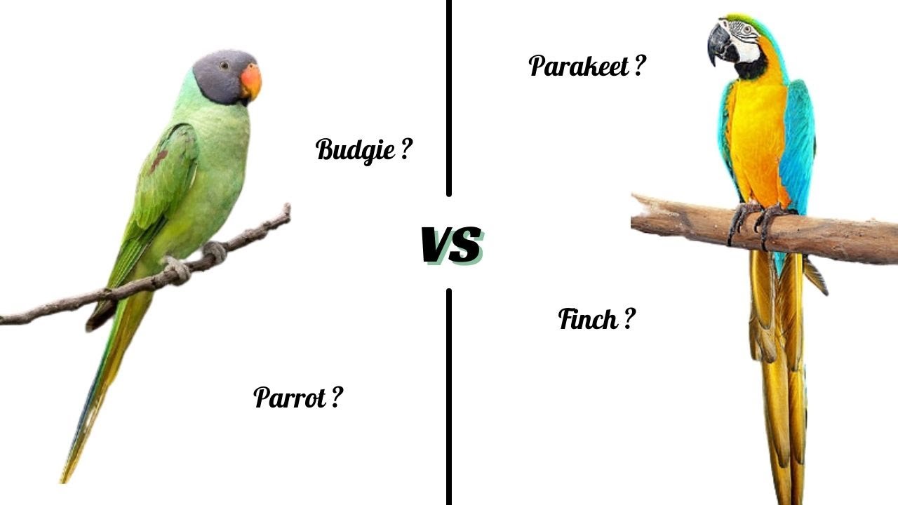 Parakeet and Parrot Comparison