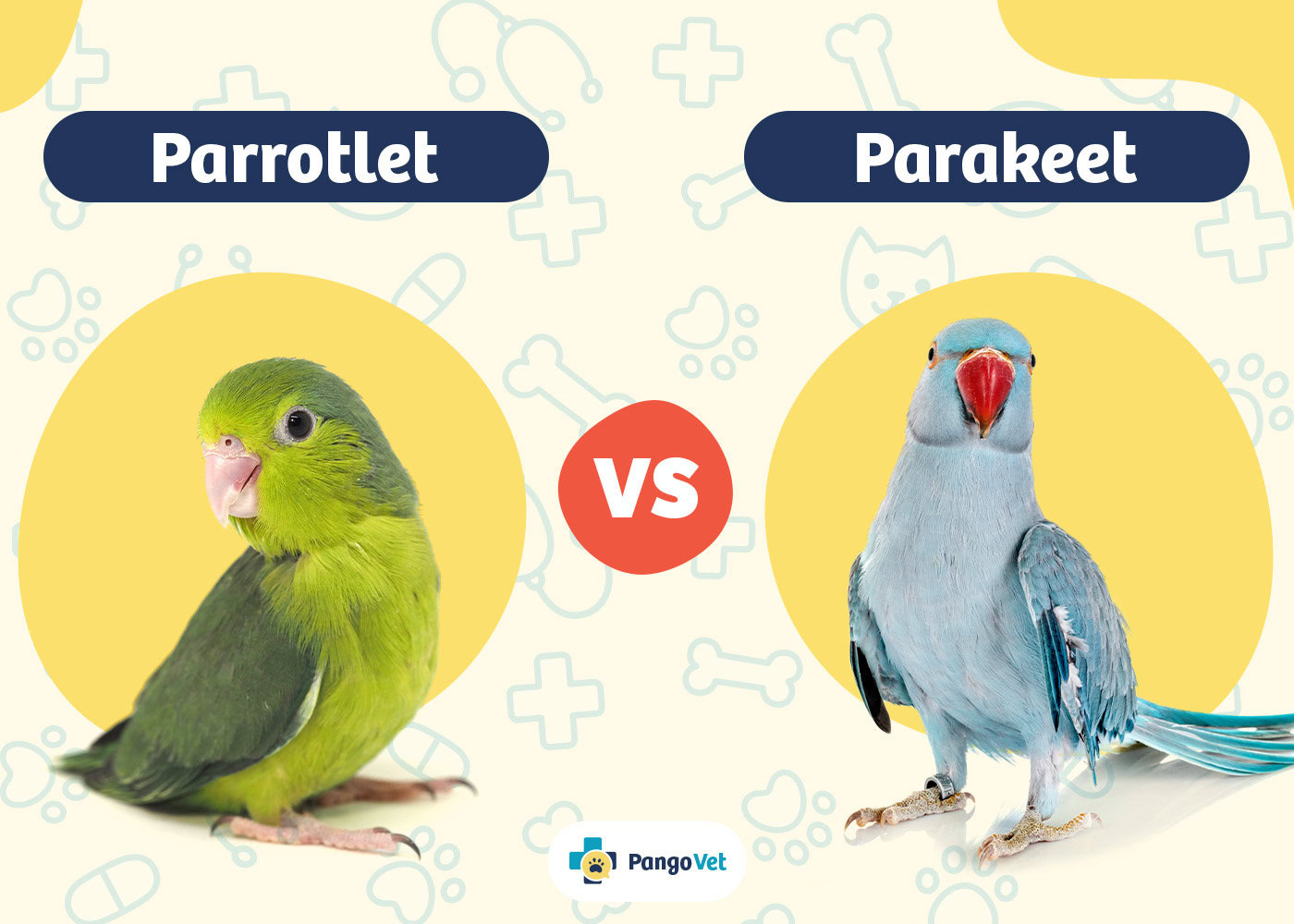 Colorful Parakeets and Parrots