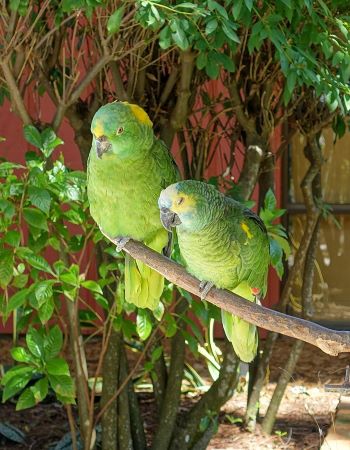 Essential Guide to Parrot Life Span: Discover Key Facts for Lasting Care in 2025