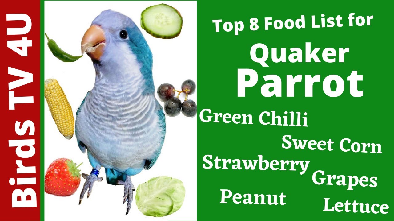 Effective Ways to Choose the Best Quaker Parrot Food for 2025