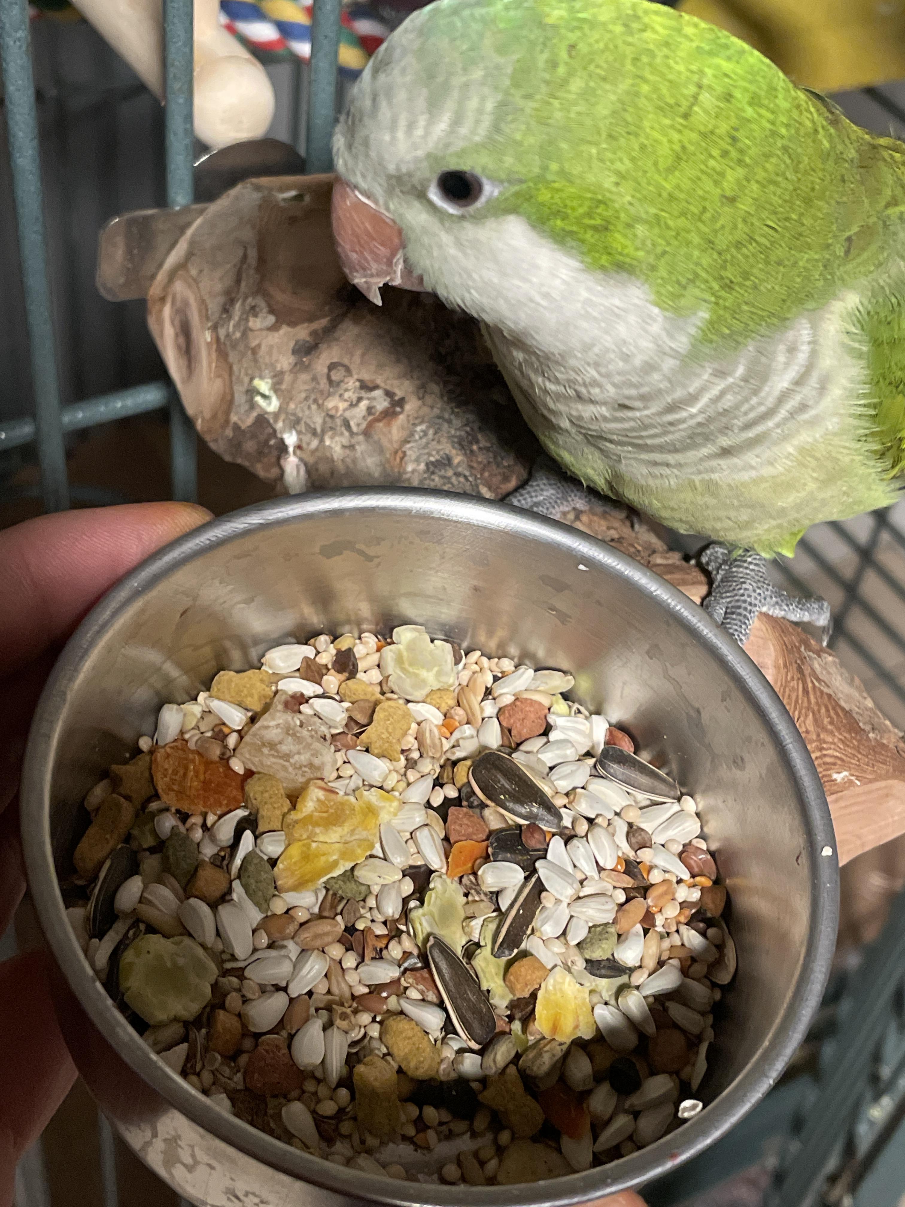 Healthy Quaker Parrot Food