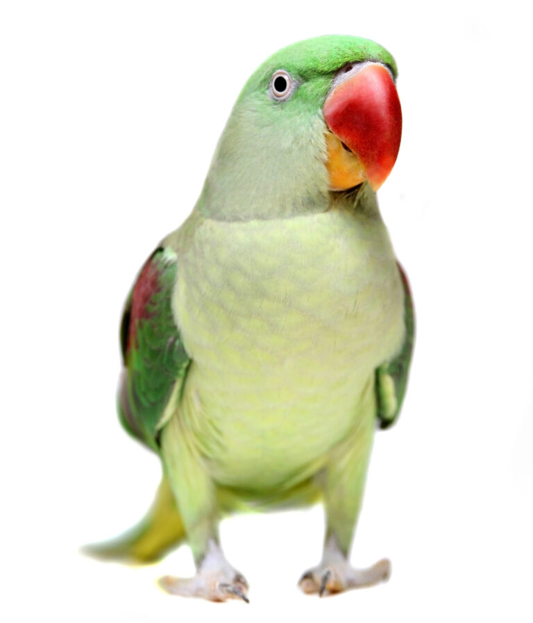 Essential Guide to Alexandrine Parrots: Modern Care Tips for 2025