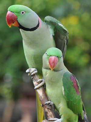 Alexandrine Parrot