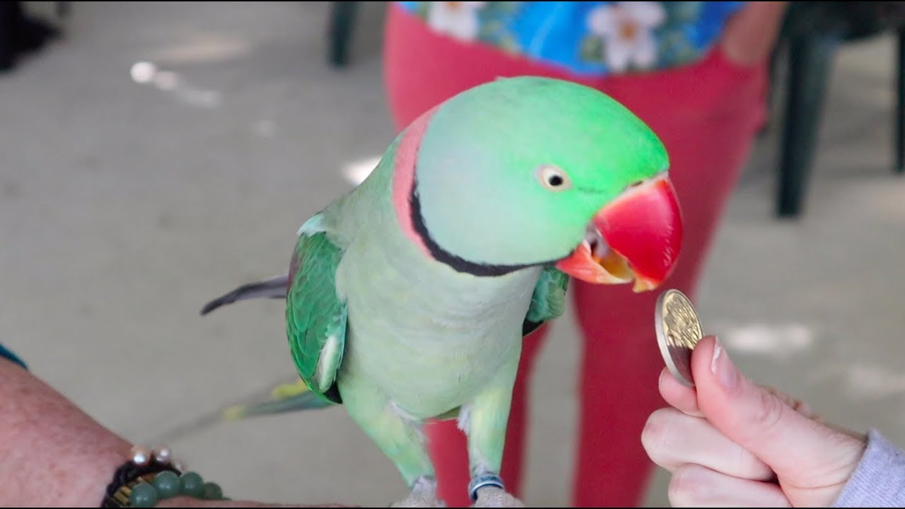 Alexandrine Parrot