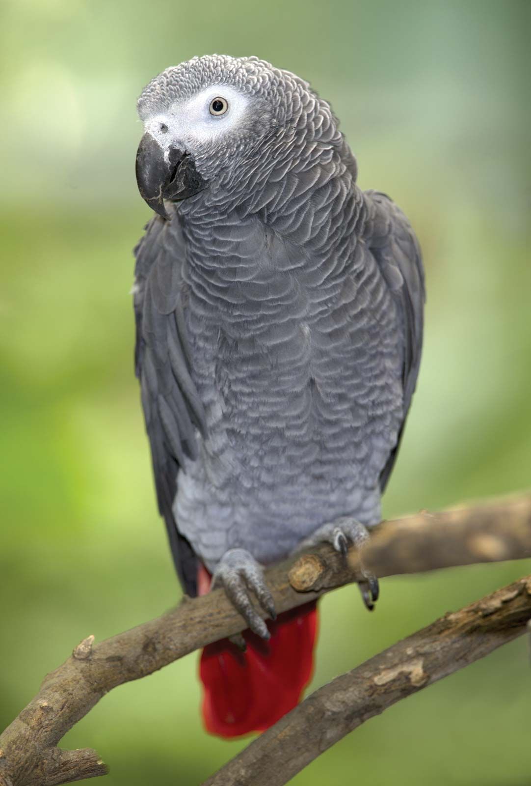 Best 5 African Grey Parrots to Consider in 2025: Expert Tips and Prices