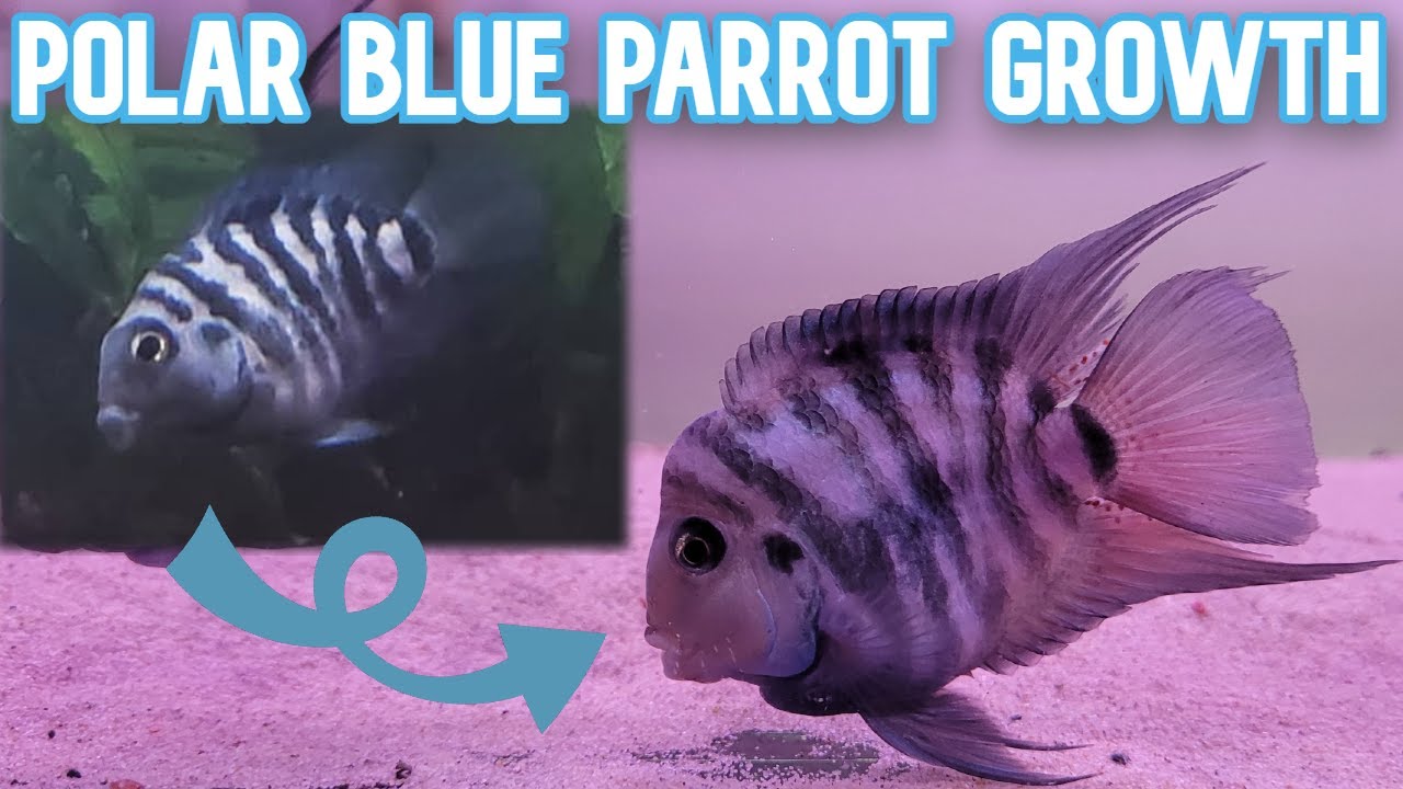 Polar Parrot Fish