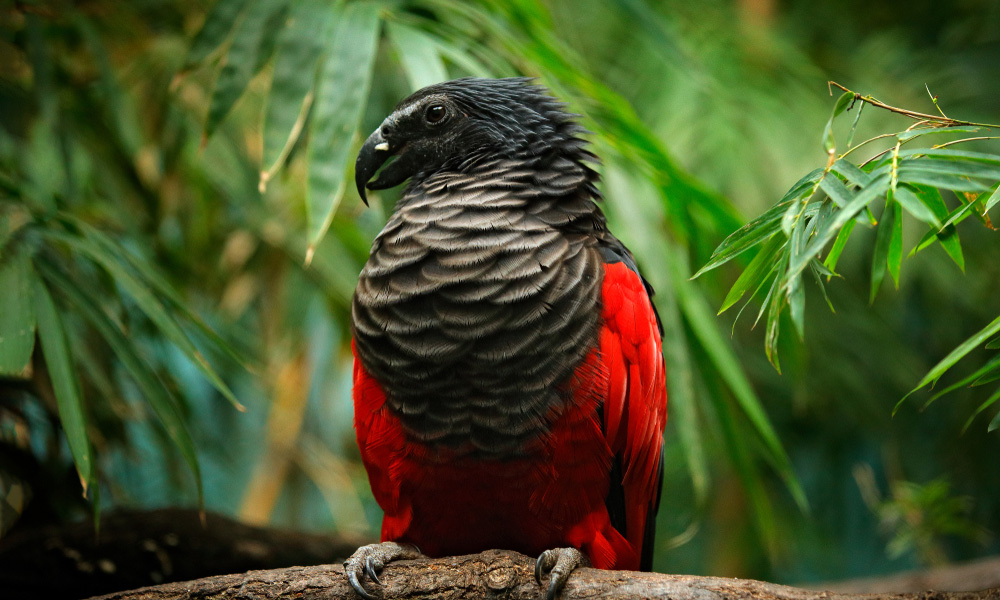 Top 5 Parrot Pictures for Bird Lovers to Discover in 2025