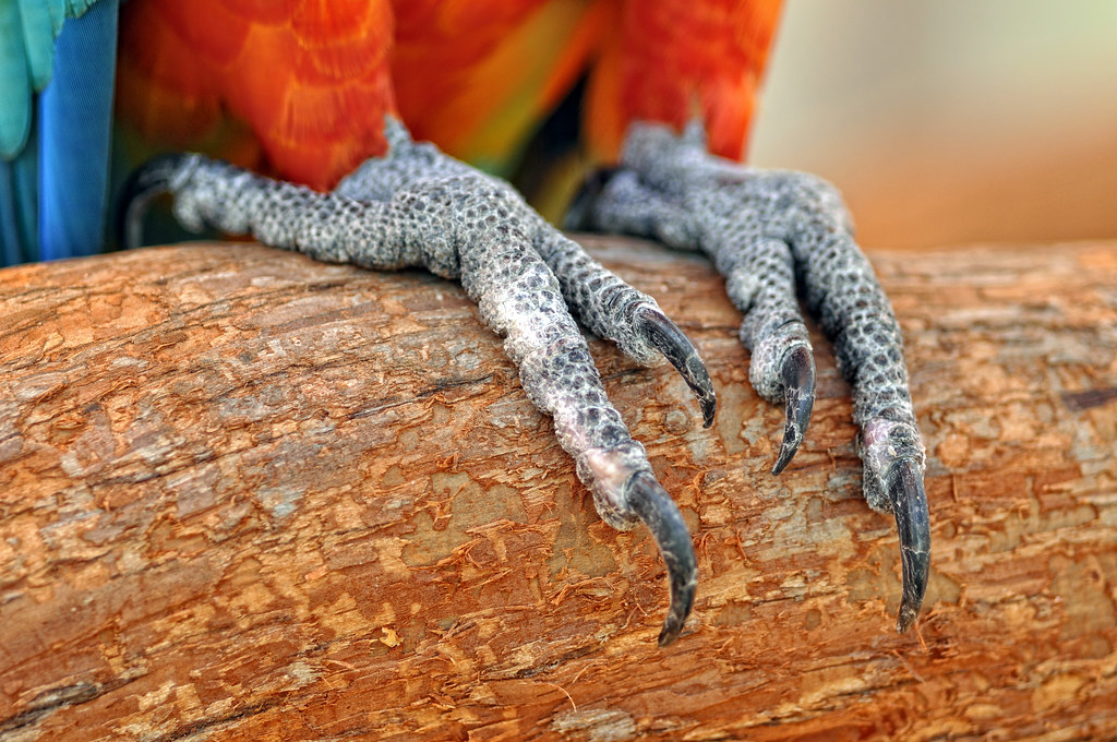 Effective Ways to Care for Parrot Feet in 2025: Maintain Health and Activity