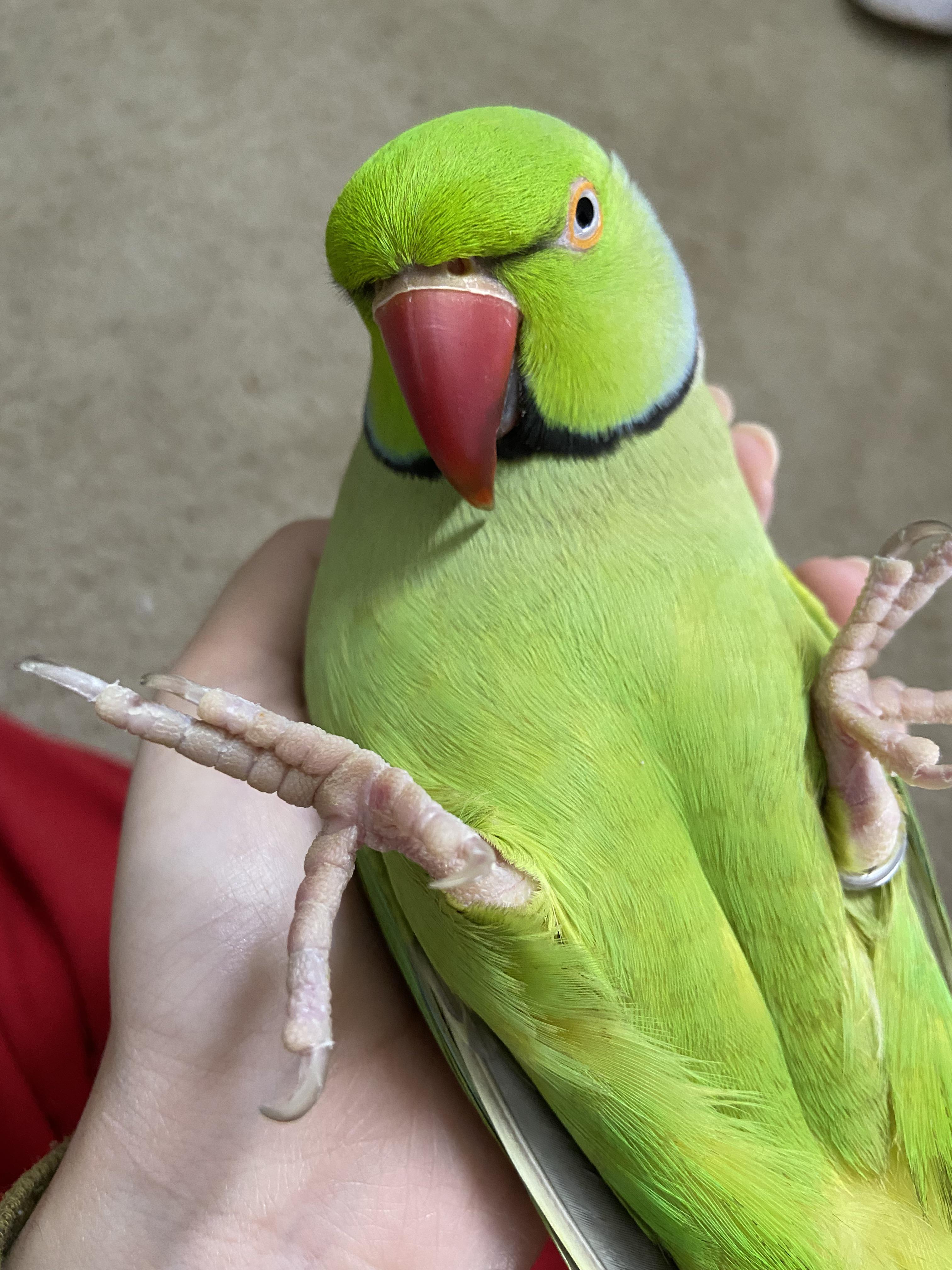 Parrot Foot