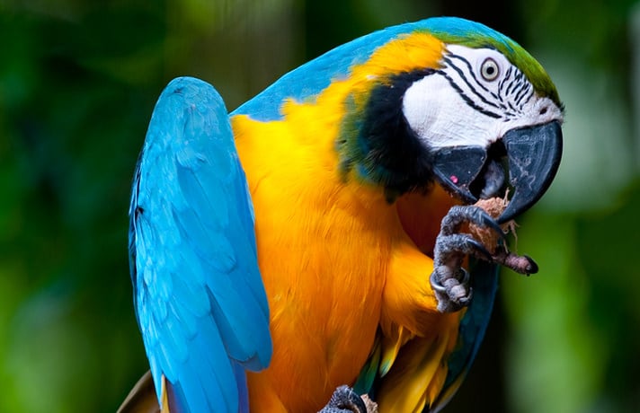 Healthy Parrot Feet