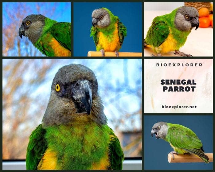 Essential Guide to Senegal Parrot Lifespan: Discover Key Factors for a Healthy Life