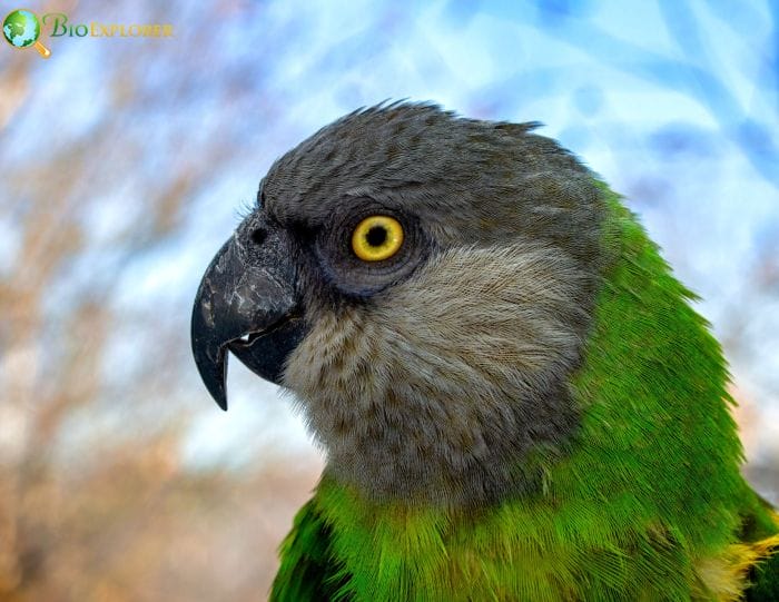 Senegal Parrot Lifespan