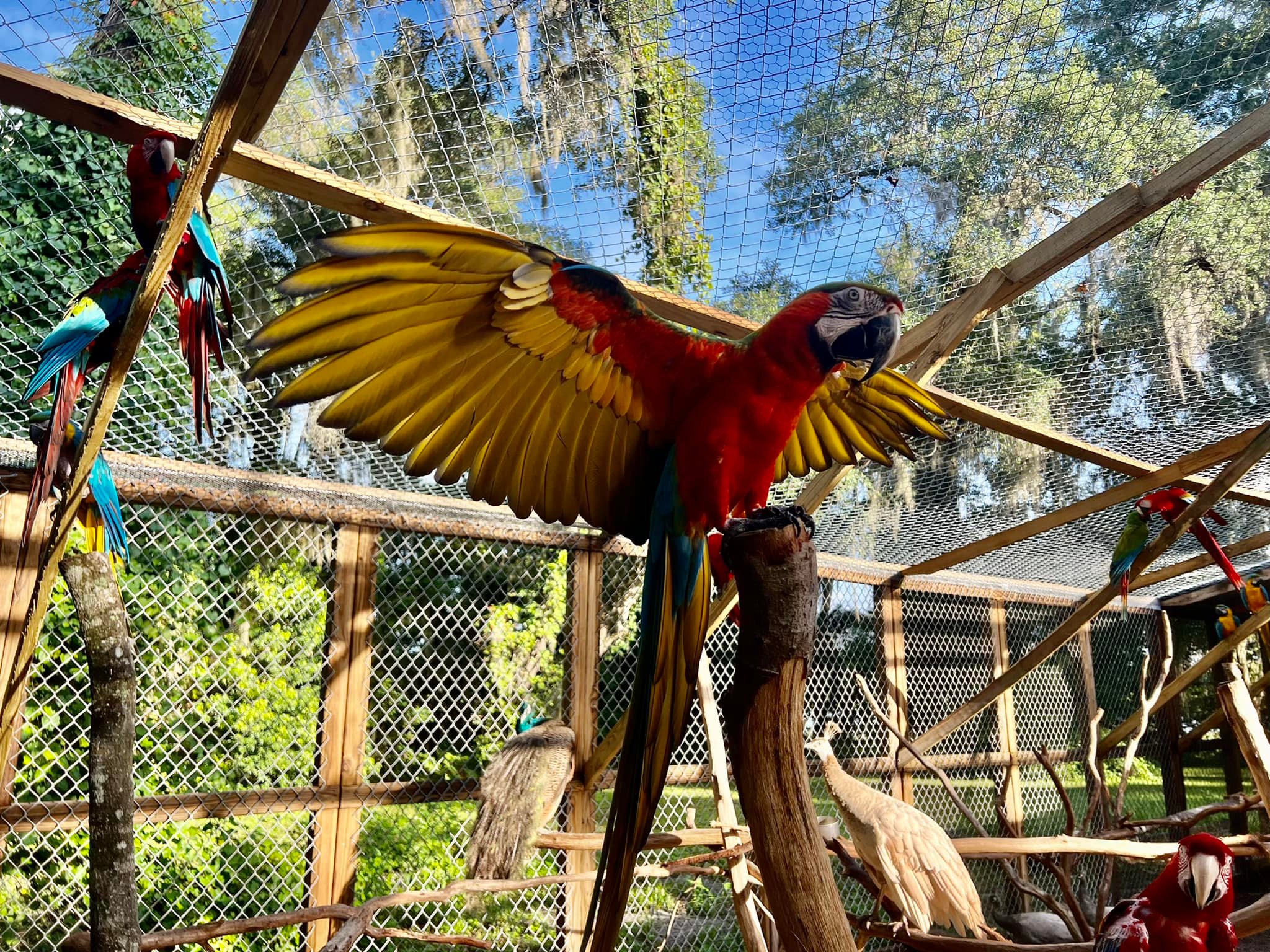 Smart Ways to Find a Local Parrot Sanctuary in 2025: Discover the Best Options