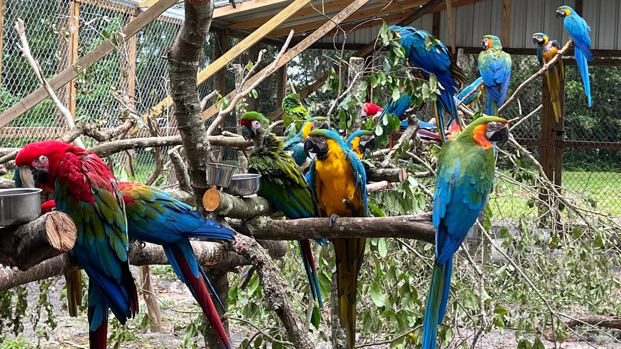 Local Parrot Sanctuary