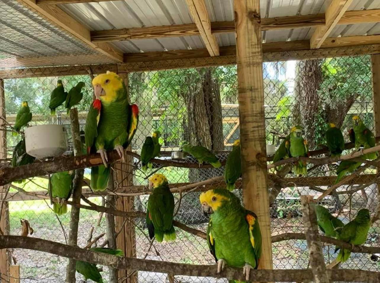 Parrot Rescue Event