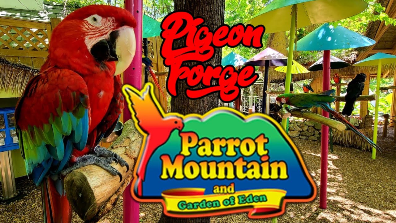 Wildlife at Parrot Mountain