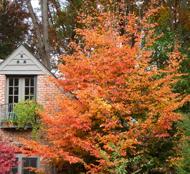 Parrotia Persica in garden