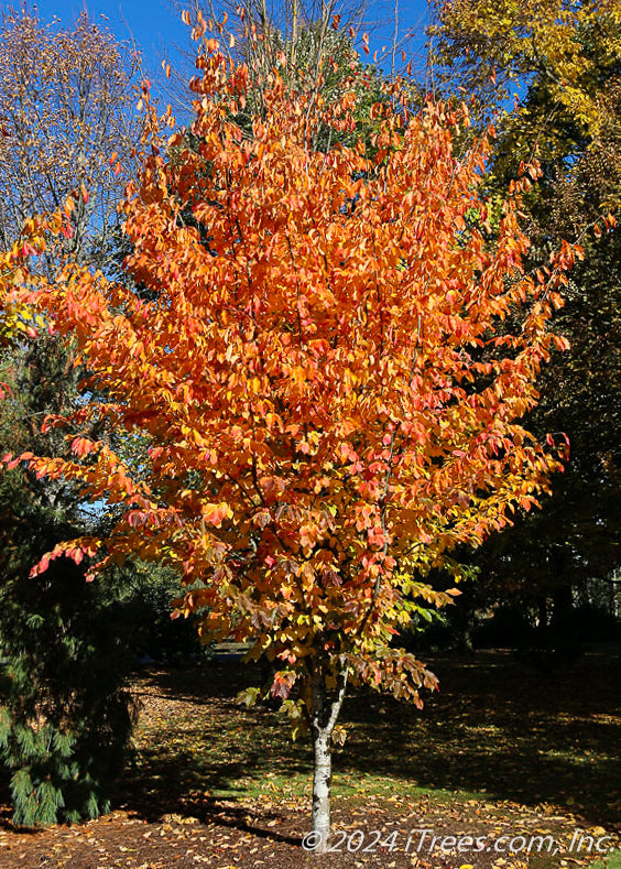 Beautiful foliage of Parrotia Persica