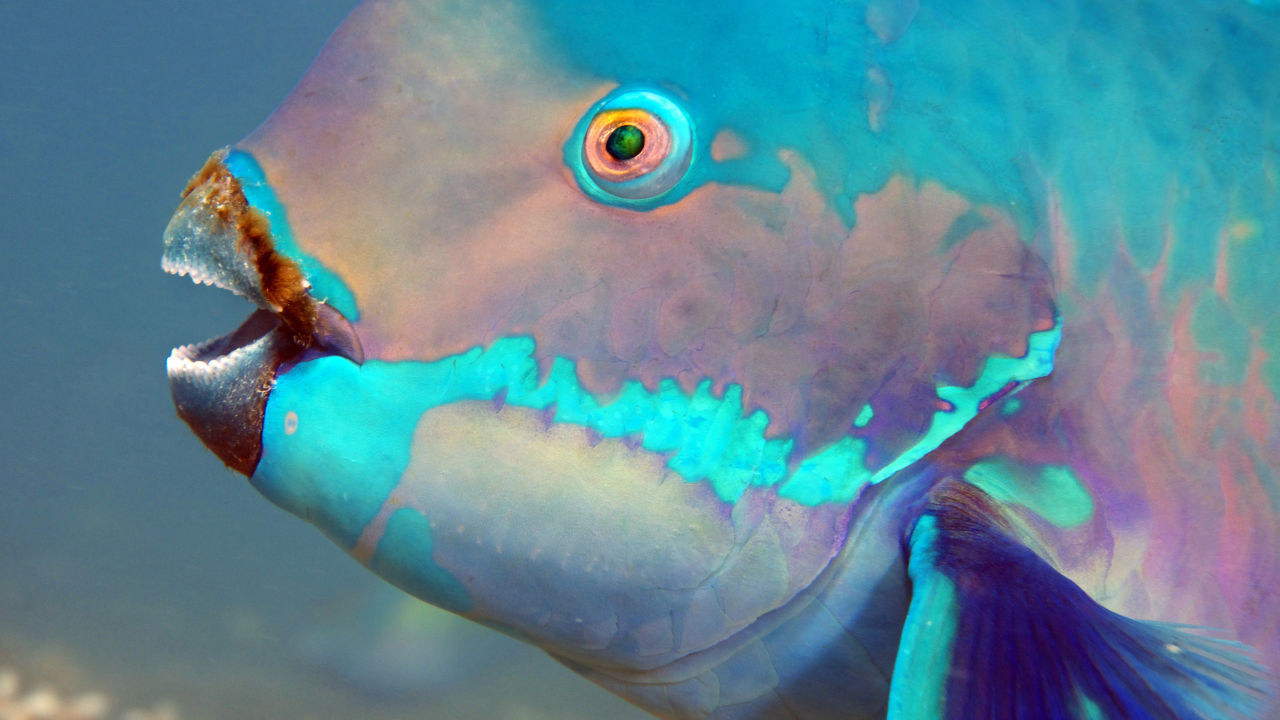 Effective Ways to Enhance Your Understanding of Parrot Fish in 2025