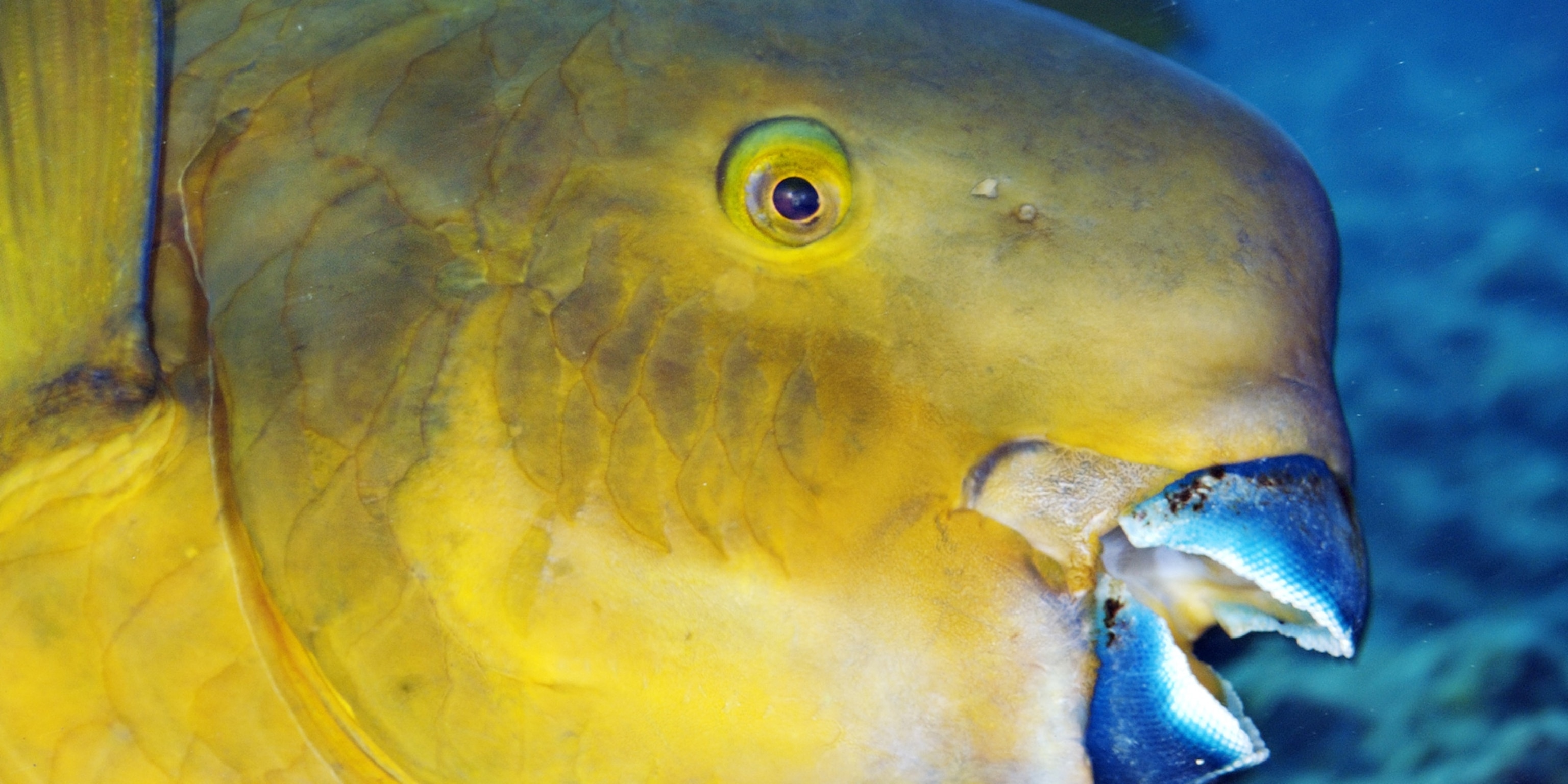 Colorful Parrot Fish