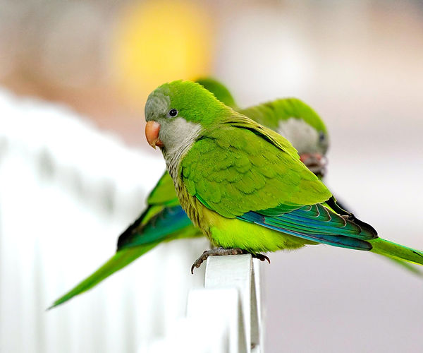 Smart Ways to Train Your Quaker Parrot for Better Communication in 2025