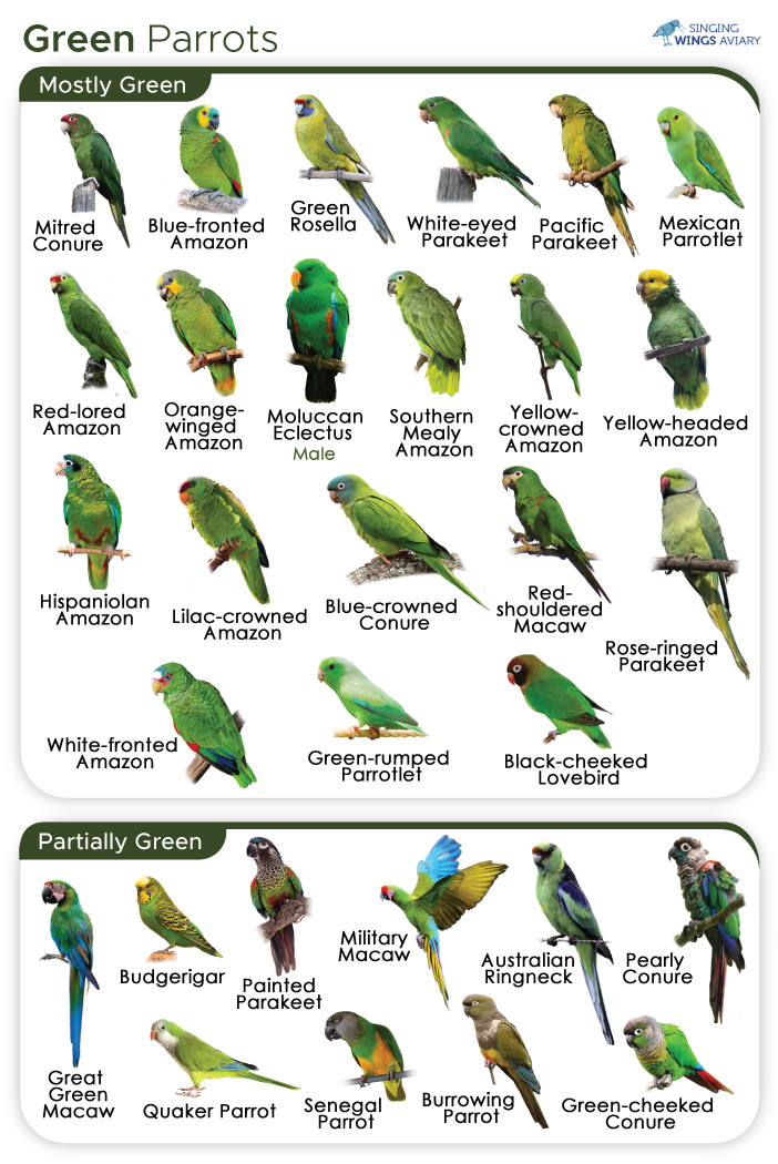 Best 5 Ways to Care for Your Green Parrot in 2025: Essential Tips for a Happy Life