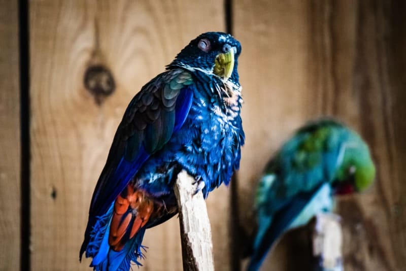 Best 5 Effective Ways to Enhance Your Parrot Lifespan in 2025