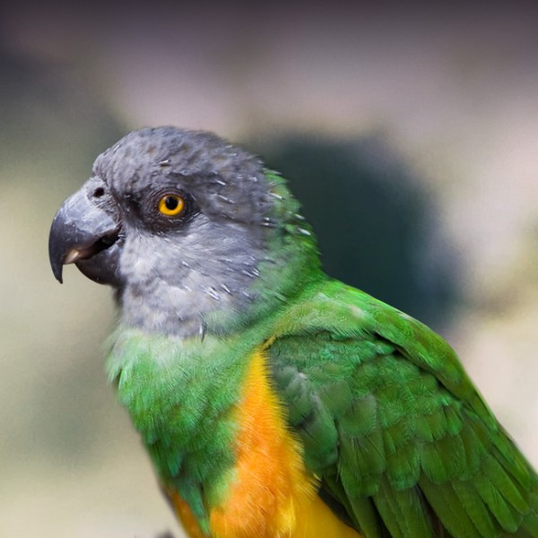 Effective Ways to Care for Your Senegal Parrot in 2025: Discover Proven Tips for a Happy Pet