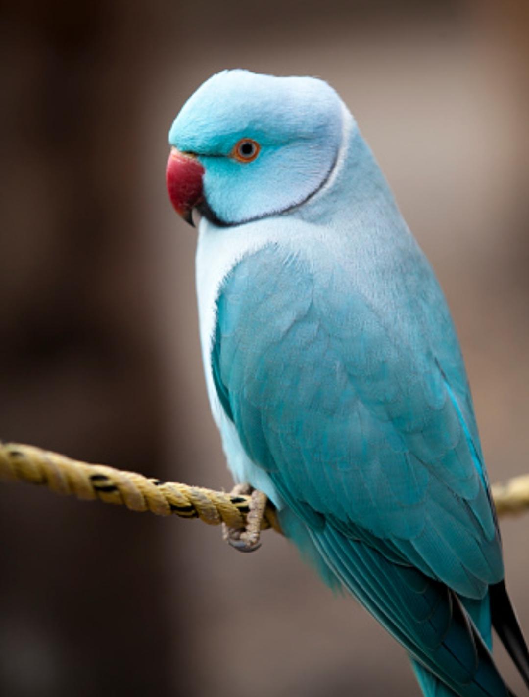 Smart Ways to Care for Your Ringneck Parrot in 2025: Discover Expert Tips!