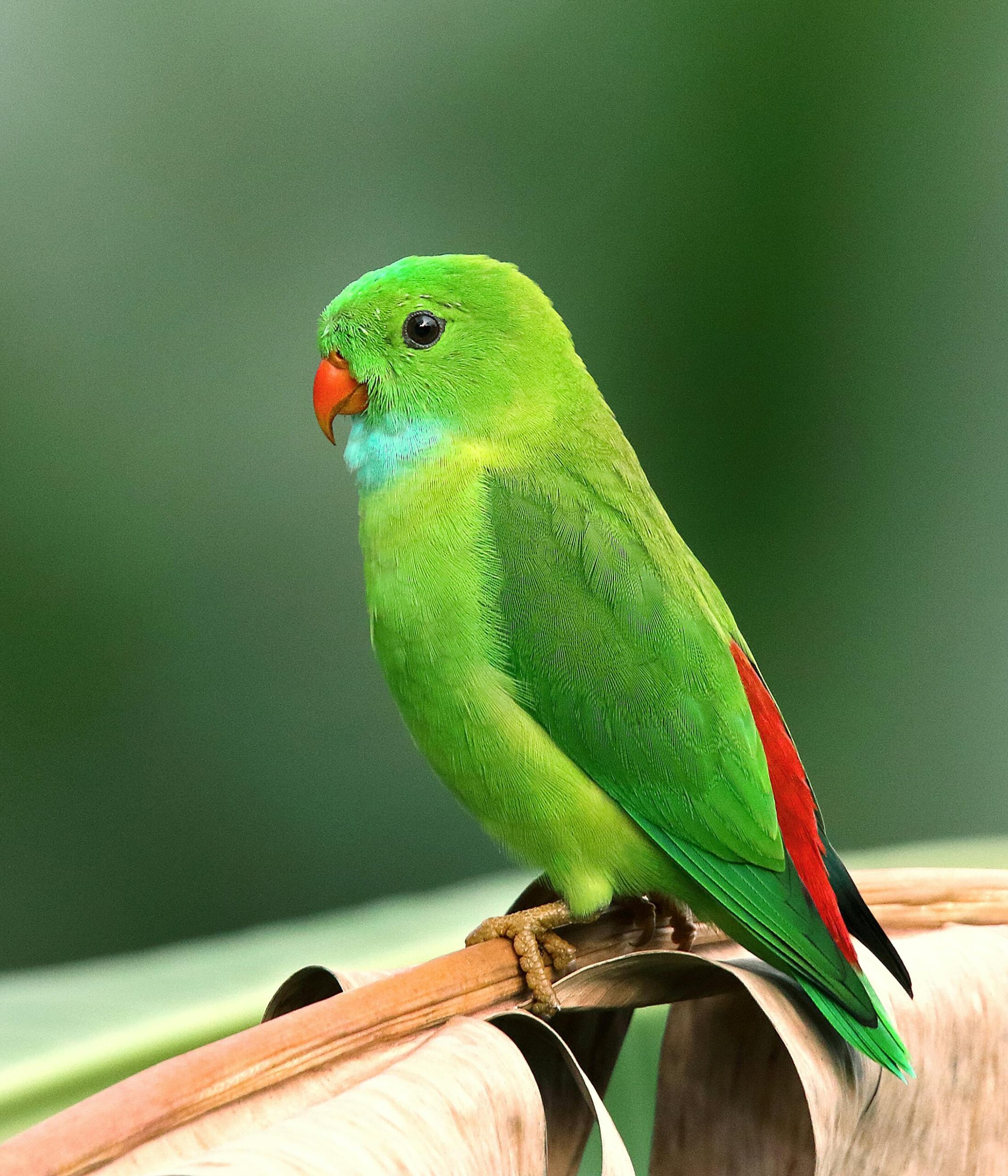 Essential Guide to Kea Parrot Care: 7 Practical Tips for 2025