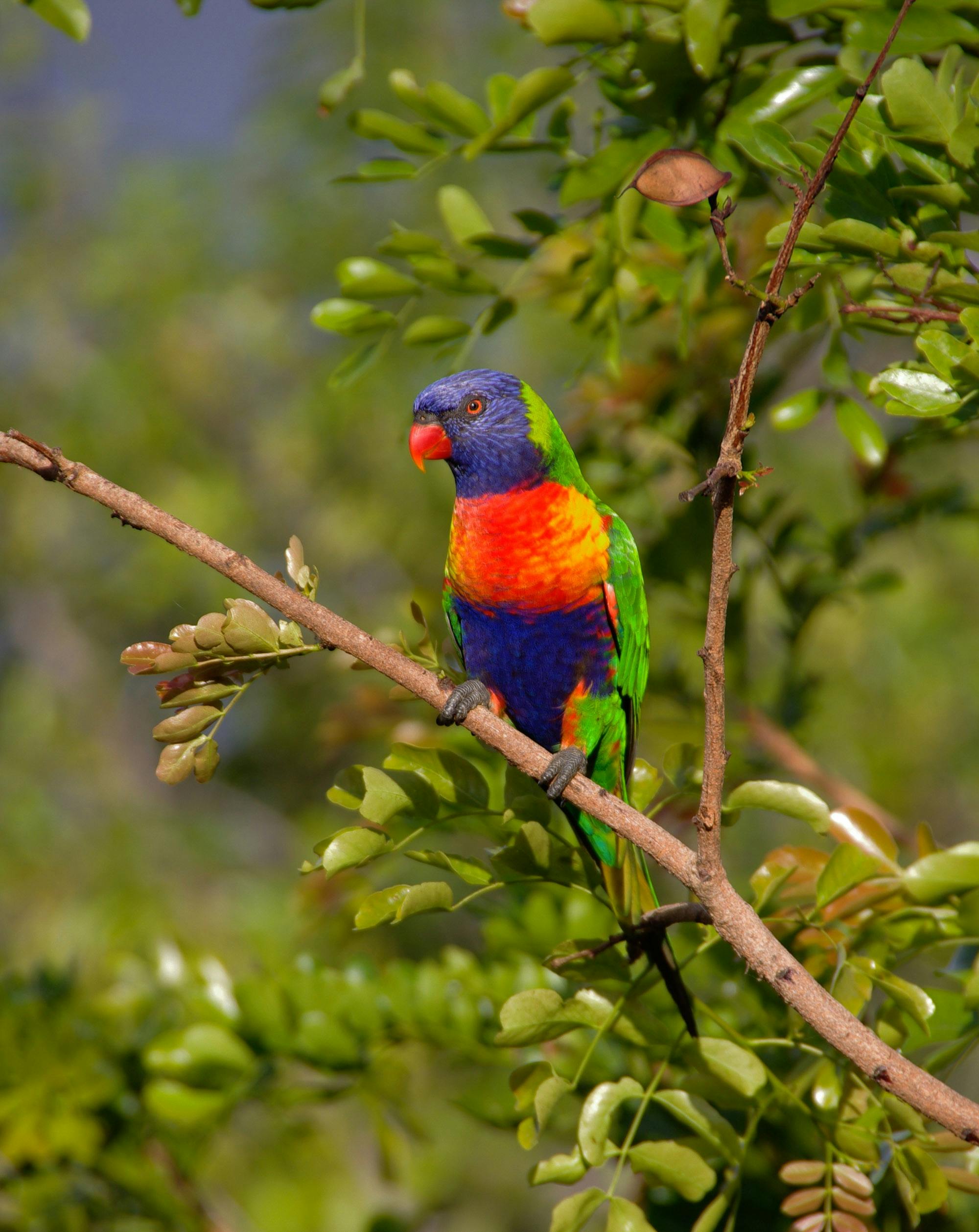 Kea Parrot