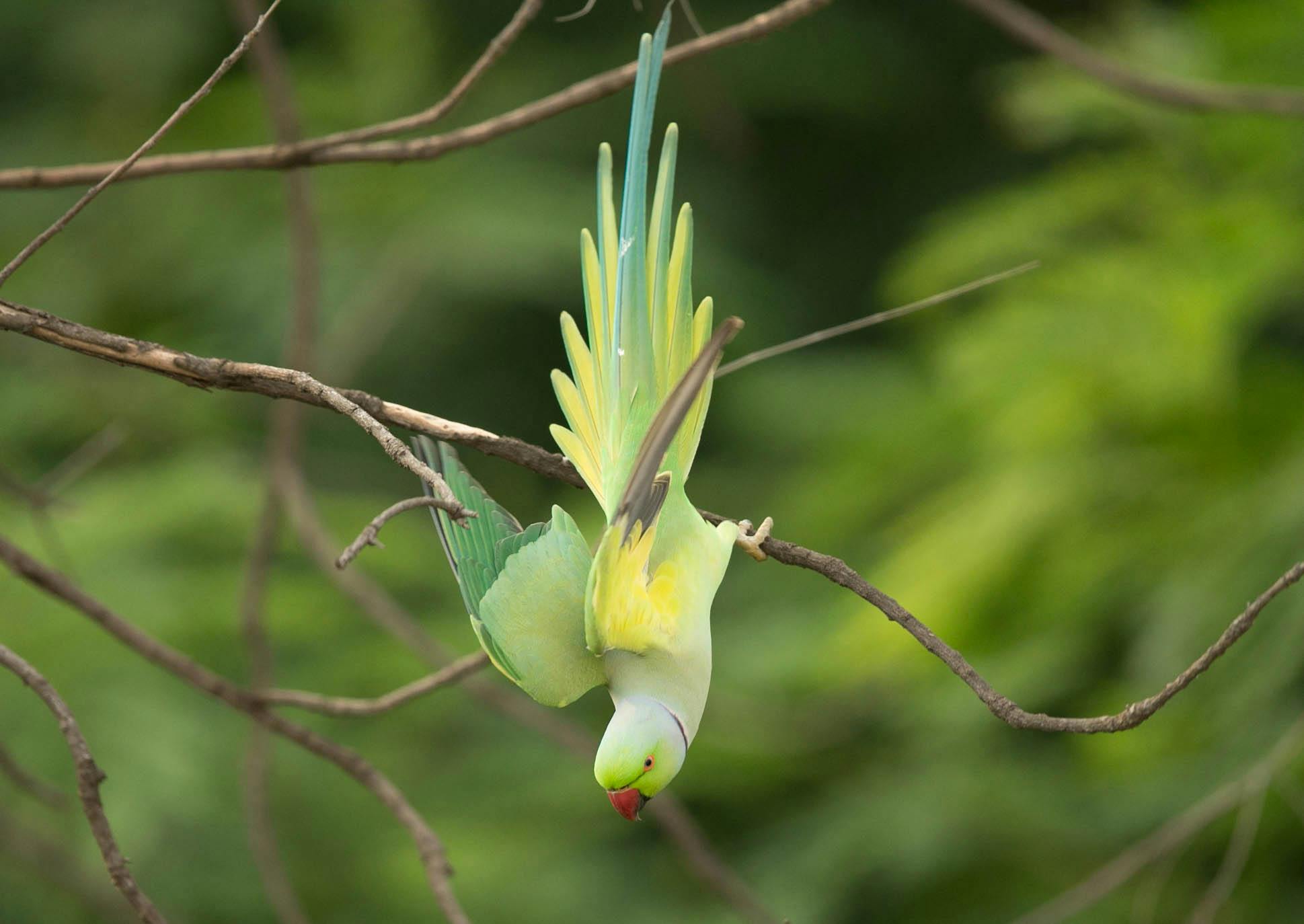 Effective Ways to Care for Your Pionus Parrot in 2025: Improve Health and Happiness