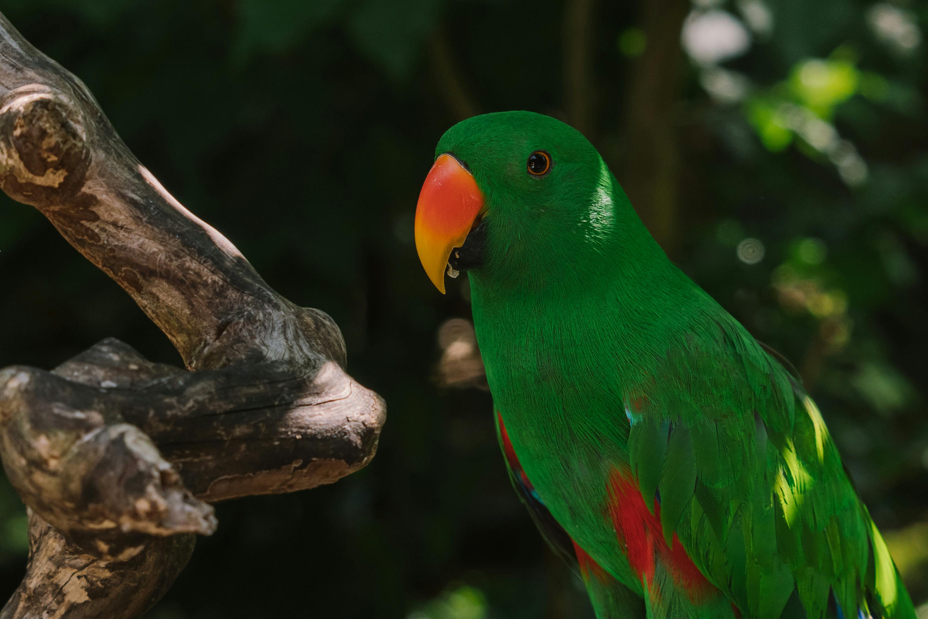 Green-Winged Pionus