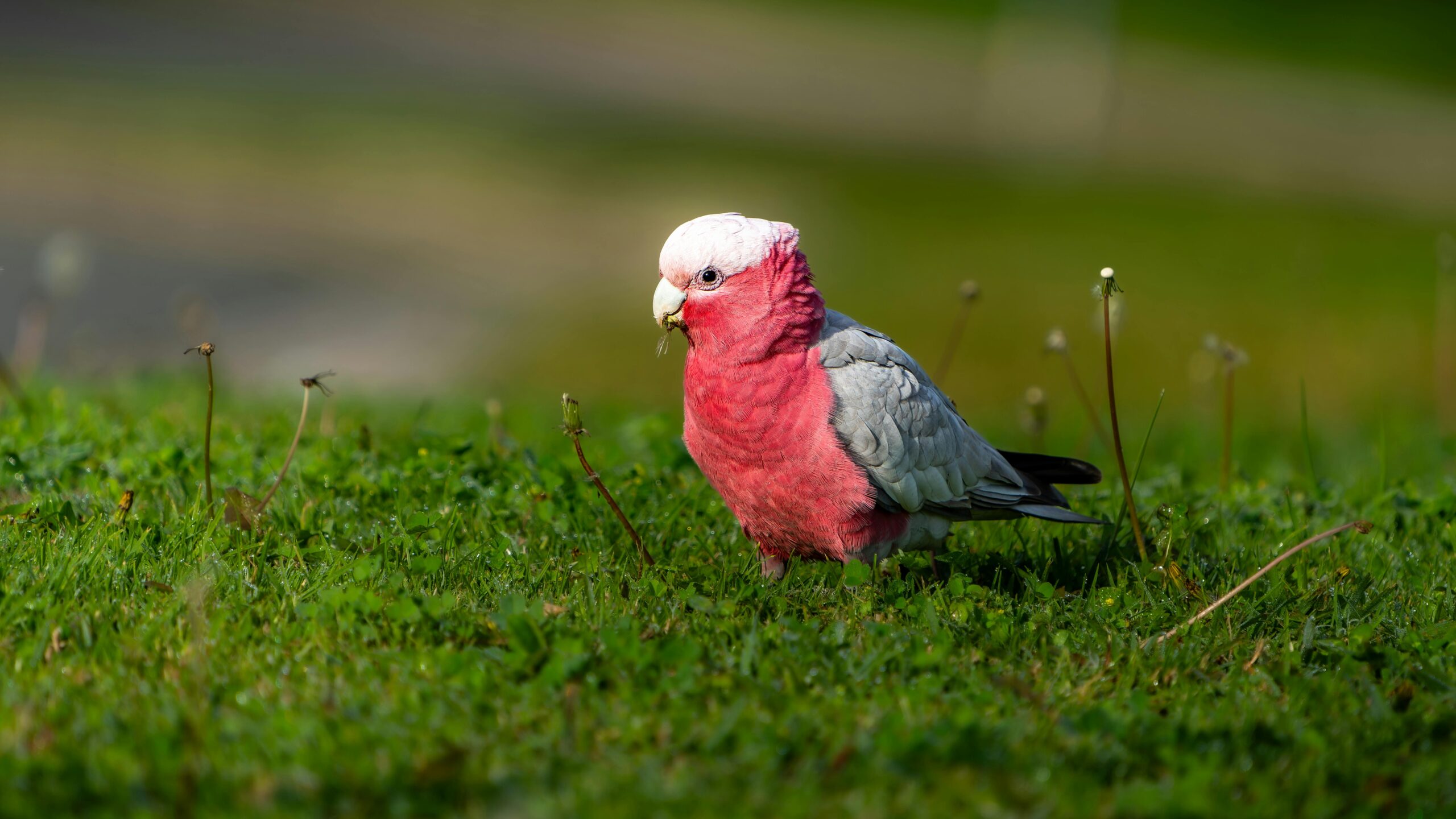 Essential Guide to Grey Parrot Lifespan: Discover Ways to Enhance Their Well-being in 2025