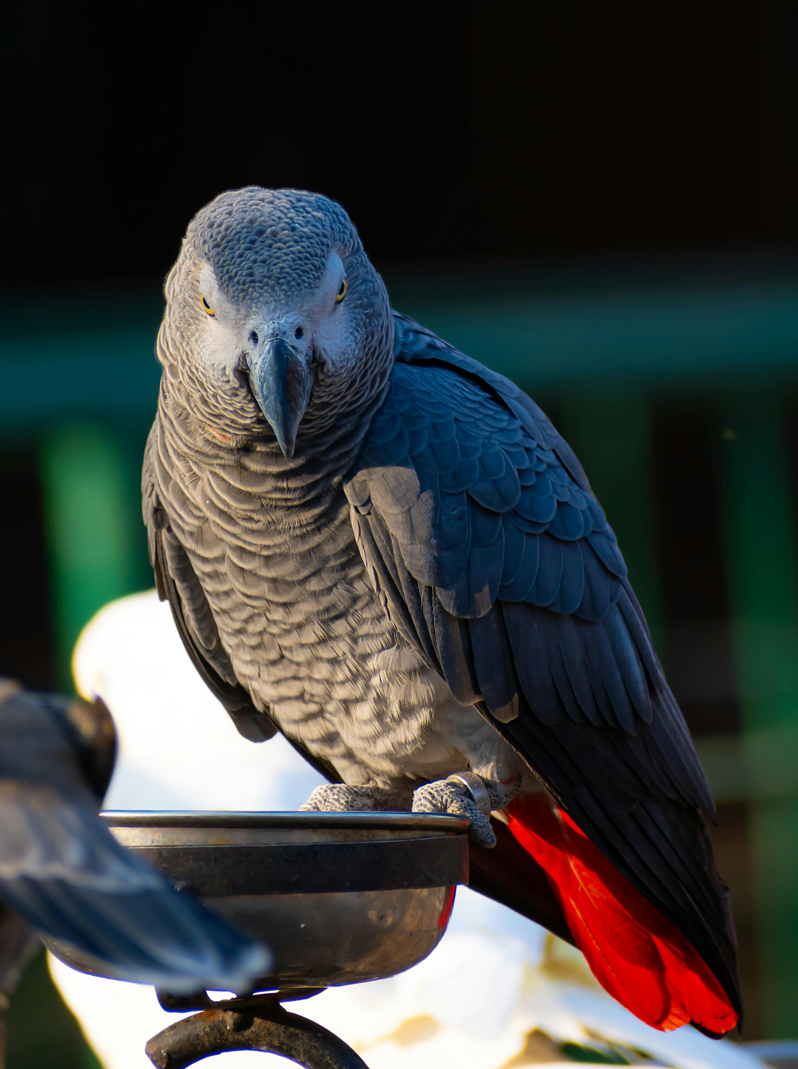 Grey Parrot in a natural habitat